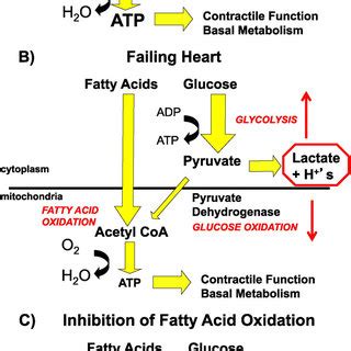 Alterations In Myocardial Energy Substrate Metabolism In Heart Failure