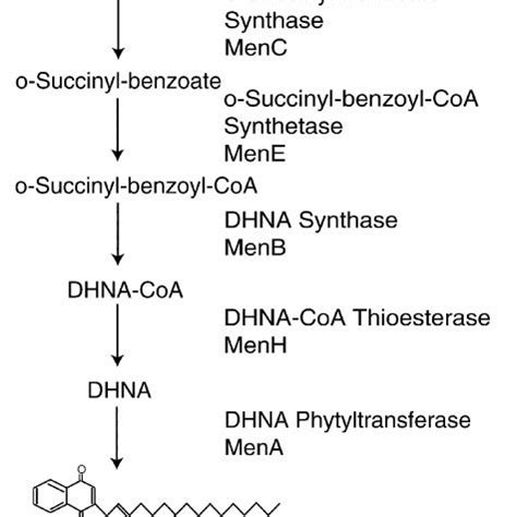 Pathway of phylloquinone synthesis. The reactions of phylloquinone ...