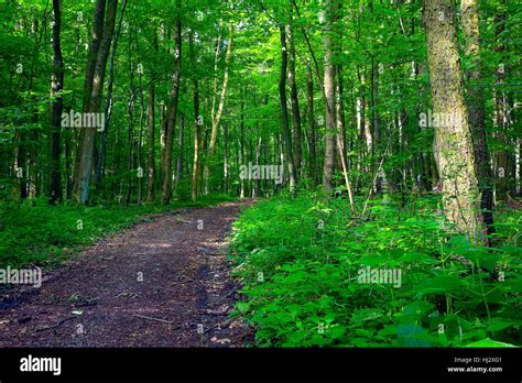 Tree Stone Wood Brown Brownish Brunette Trunk Dirt Road