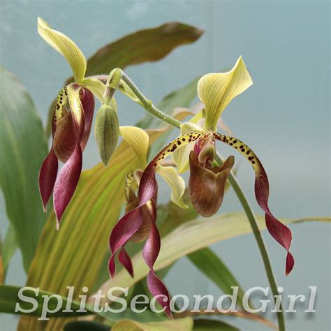 Lady Slipper Orchid Photo Orchid Photograph Instant Download Lady Slipper Orchids Orchid