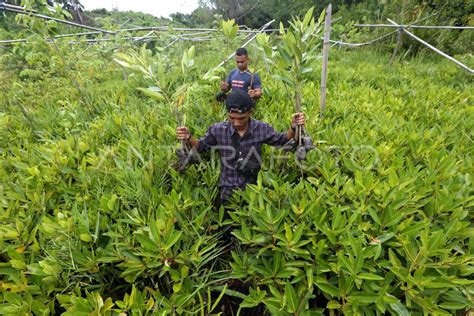 Penanaman Bibit Mangrove Di Hutan Ekowisata Antara Foto