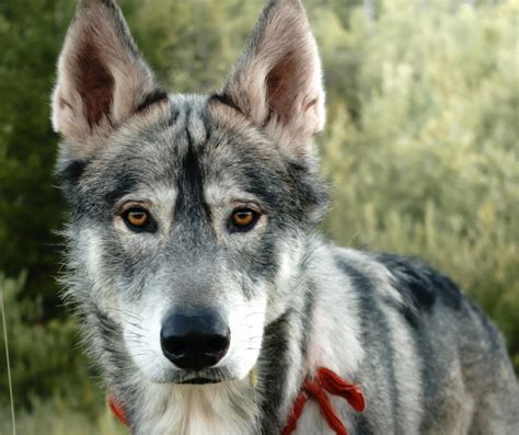 Black Wolf Dog Origins Traits Care Living Tiny With A Wolf