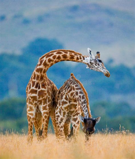 Two Giraffes In Savanna Kenya Tanzania East Africa Stock Photo