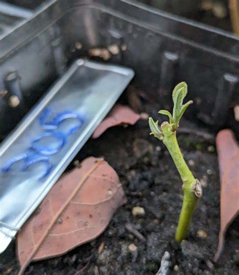 Rooting avocado cuttings - Page 2 - General Fruit Growing - Growing Fruit