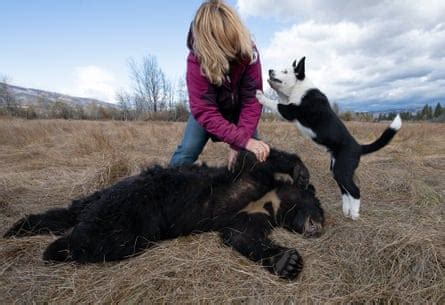 How training dogs to chase bears might just save a grizzly or two | Environment | The Guardian