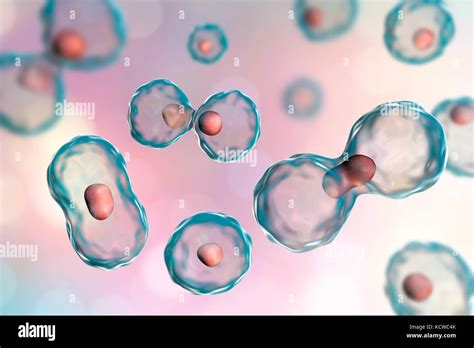 Cell Division Stockfotos Und Bilder Kaufen Alamy