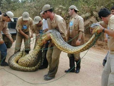 The Giant Anaconda, Amazon Jungle Monster: A Terrifying Obsession