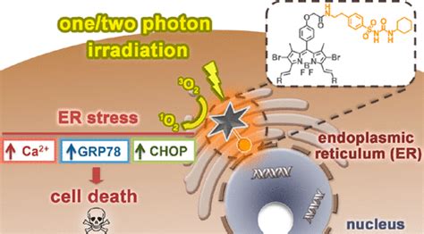 Endoplasmic Reticulum Localized Two Photon Absorbing Boron