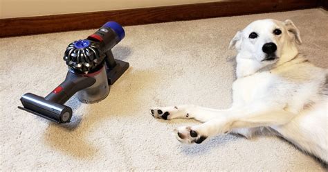 Best Vacuum For Dog Hair 2022 Guide Woof Whiskers