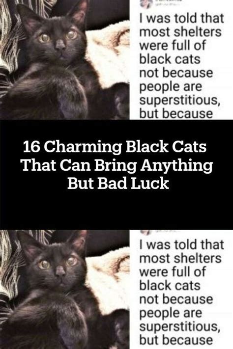 Charming Black Cats That Can Bring Anything But Bad Luck Black Cat