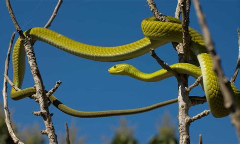 Eastern Green Mamba Animal Facts - Dendroaspis angusticeps - A-Z Animals