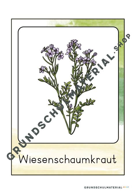 Wiesenblumen Grundschule Unterrichtsmaterial Grundschulmaterial