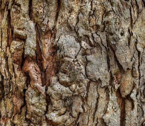 Corce D Arbre De Ch Ne Photo Stock Image Du Ch Ne T