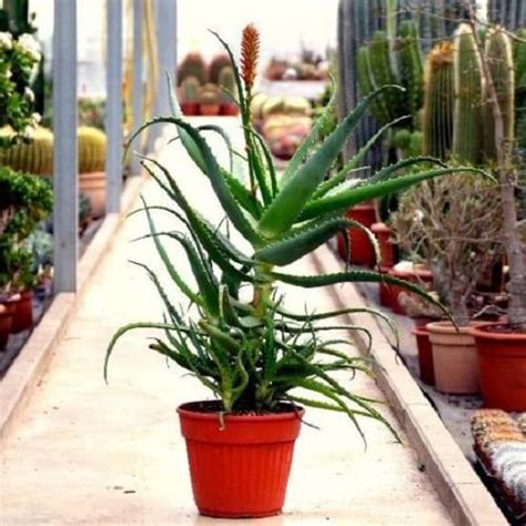 Types Of Aloe 23 Best Aloe Varieties For Containers