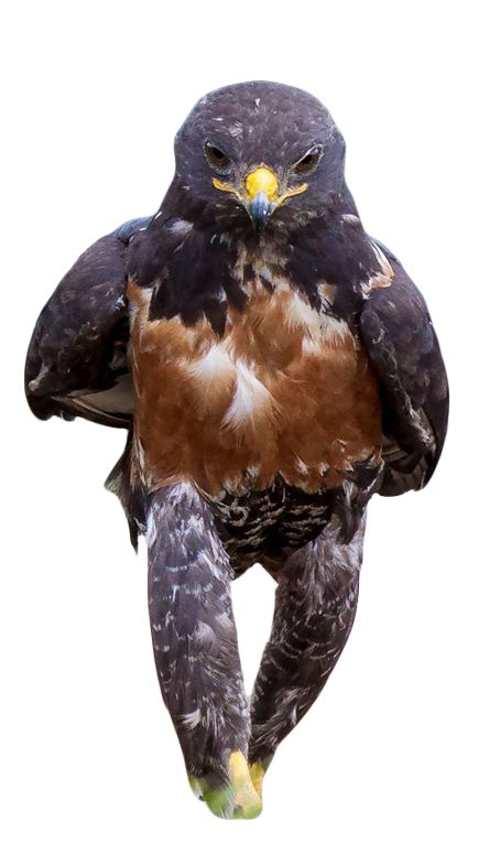 This Badass Hawk Just Sparked The Most Intense Photoshop Battle Ever