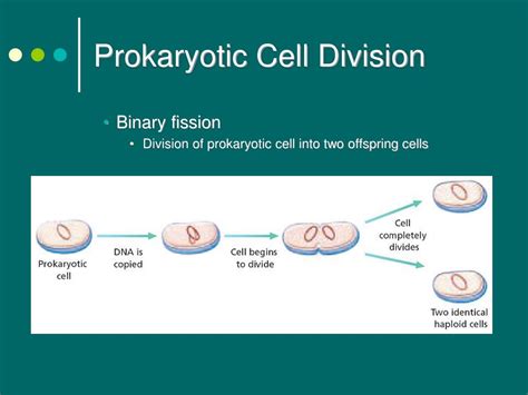 Ppt Chromosomes Powerpoint Presentation Free Download Id496712