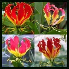 Gloriosa Superba Flame Lily 15 Seed Pack Indigenous Bulbous