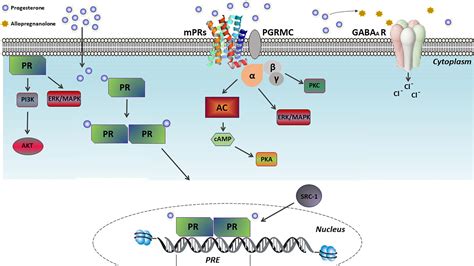 Frontiers Progesterone Actions During Central Nervous System Development