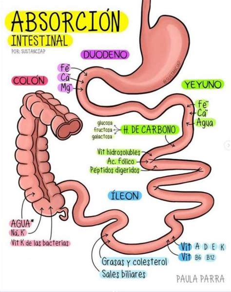 Absorci N Intestinal Yudoc Org Udocz