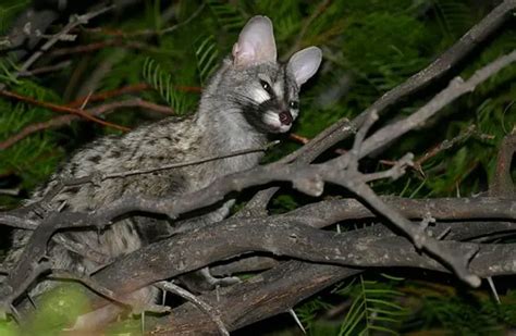 Genet Description Habitat Image Diet And Interesting Facts