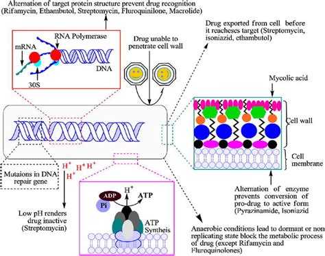 Mechanisms And Action Of Drug Resistance On Mycobacterium Tuberculosis