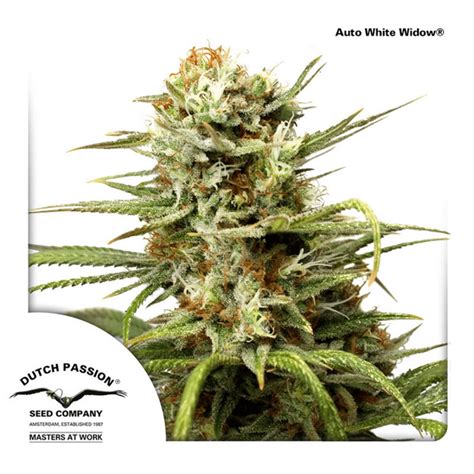 Dutch Passion Auto White Widow Automatik 3 Samen Bushplanet