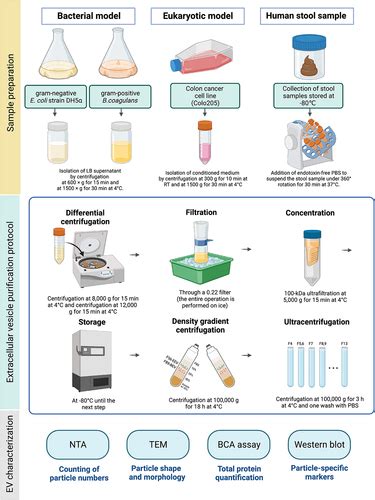 Full Article Characterization Of Markers Functional Properties And