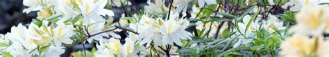 Bekijk Alle Rhododendrons Op Tuinplantenwinkel Nl Tuinplantenwinkel Nl