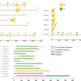 Gene Structure And Conserved Domain Analysis Of Csipts The Exons And