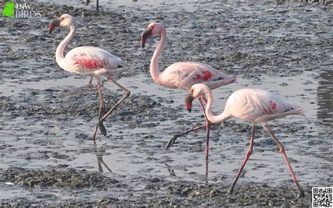 Birds Of Indian Subcontinent Lesser Flamingo