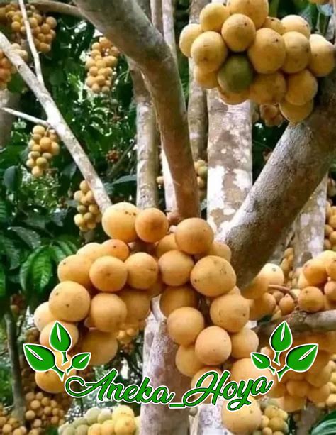 Grafted Langsat Longkong seedles Fruit Tree - Mekar Nursery