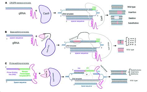 Clustered Regularly Interspaced Short Palindromic Repeats Approaches