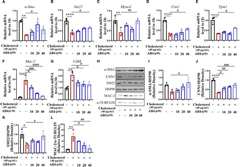 Frontiers Anemoside B4 Attenuates Abdominal Aortic Aneurysm By