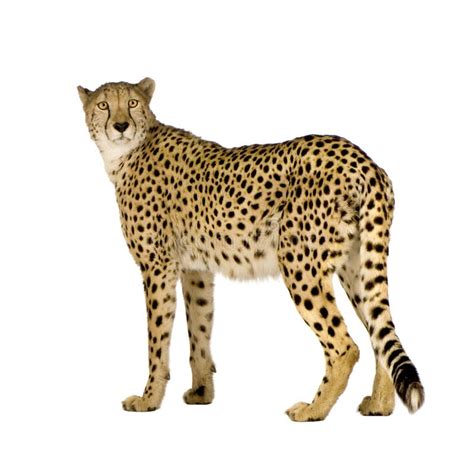 Cheetah Acinonyx Jubatus Stock Image Image Of Mammal 6608347