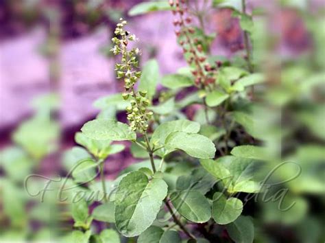 Ocimum Tenuiflorum Tulsi