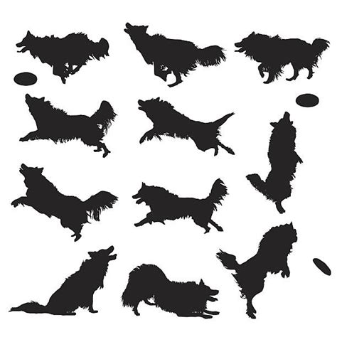 39 Border Collie Jumping Silhouette Image Bleumoonproductions