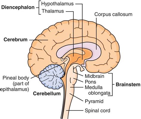 Corpus Callosum Basic Anatomy And Physiology Anatomy And Physiology