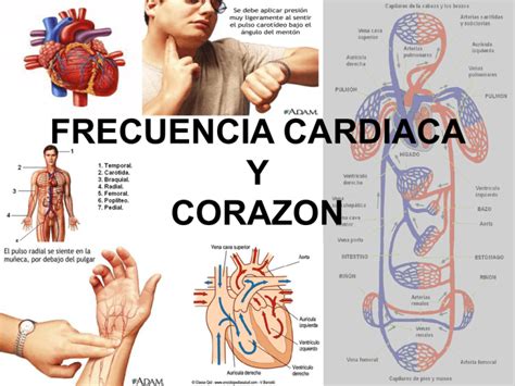 Frecuencia Cardiaca Y Corazon