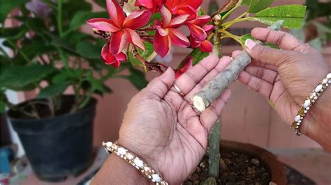 Grow Plumeria From Cutting With Update चम्पा Gulachin लगाएं घर पर