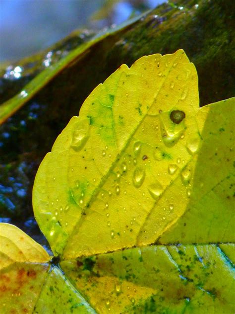 Fotos gratis árbol agua naturaleza luz de sol hoja flor verde