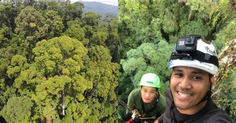Worlds Tallest Tropical Tree Discovered In Malaysia How Tall Is It