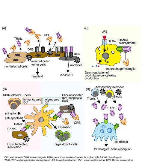 Beyond bone remodeling–emerging functions of osteoprotegerin in host defense and microbial infection