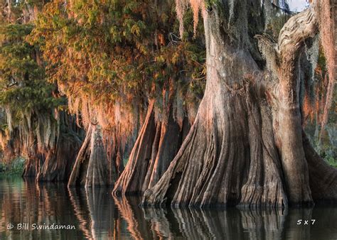 Louisiana Cypress Swamp Large Ancient Cypress Trees Two | Etsy