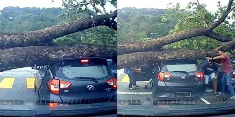 Tahan Lasak Juga Myvi Orang Ramai Kecut Perut Lihat Rakaman Pokok