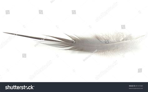 Great Blue Heron Feather Stock Photo 85107385 - Shutterstock