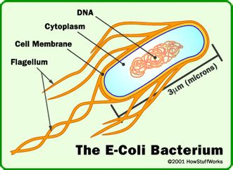 Eubacteria Examples - Classification