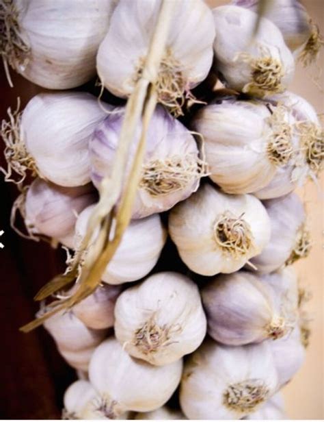 Growing Garlic