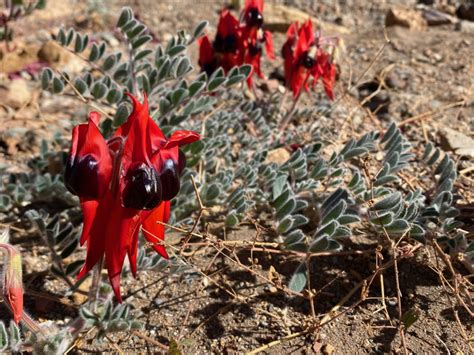 Sturt S Desert Pea Flinders Ranges Field Naturalists