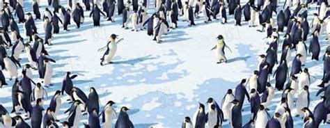 Foto De George Miller Happy Feet O Pinguim Fotos George Miller