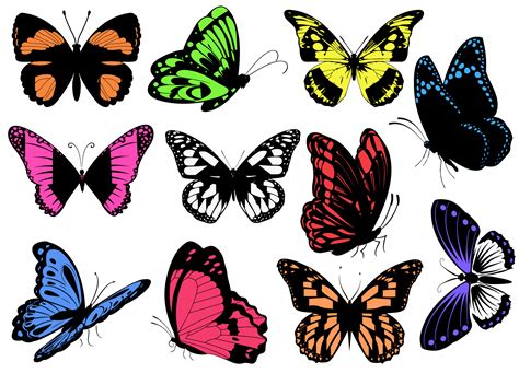Butterfly Bright Colored Free Stock Photo Public Domain Pictures